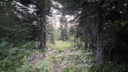 Build-Ready Wooded Acreage with Power, Well & Shop in Orofino, ID - image 8