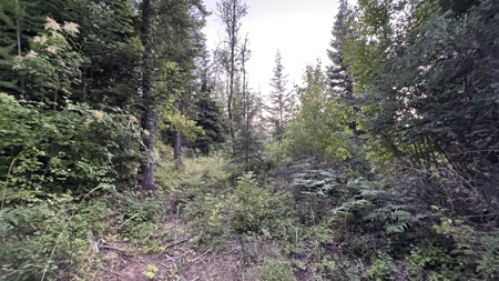 Build-Ready Wooded Acreage with Power, Well & Shop in Orofino, ID - image 6