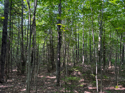 80± Acres of Off-Grid Mountain Land in Mount Chase, Maine - image 23