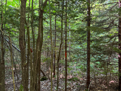 80± Acres of Off-Grid Mountain Land in Mount Chase, Maine - image 21