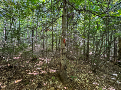 80± Acres of Off-Grid Mountain Land in Mount Chase, Maine - image 22