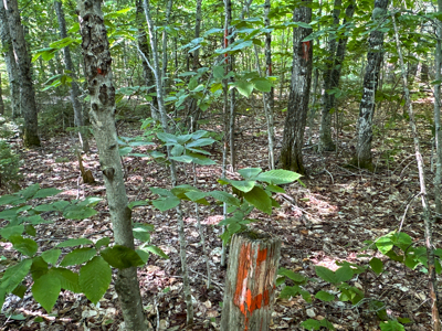 80± Acres of Off-Grid Mountain Land in Mount Chase, Maine - image 28
