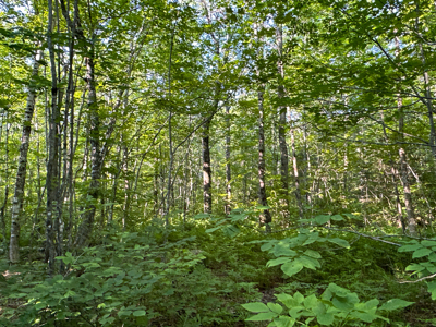 80± Acres of Off-Grid Mountain Land in Mount Chase, Maine - image 33