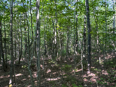 80± Acres of Off-Grid Mountain Land in Mount Chase, Maine - image 35