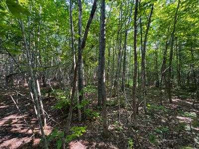 80± Acres of Off-Grid Mountain Land in Mount Chase, Maine - image 25