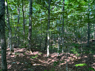 80± Acres of Off-Grid Mountain Land in Mount Chase, Maine - image 32