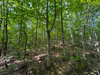 80± Acres of Off-Grid Mountain Land in Mount Chase, Maine - image 19