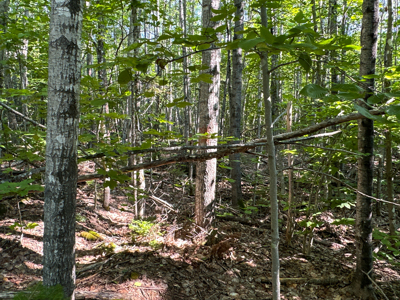 80± Acres of Off-Grid Mountain Land in Mount Chase, Maine - image 26