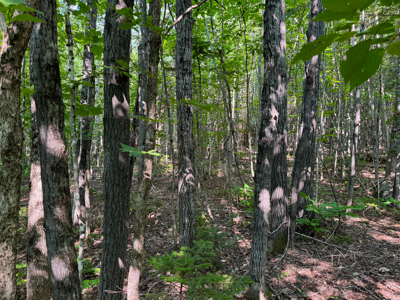 80± Acres of Off-Grid Mountain Land in Mount Chase, Maine - image 24