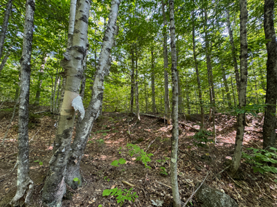 80± Acres of Off-Grid Mountain Land in Mount Chase, Maine - image 17