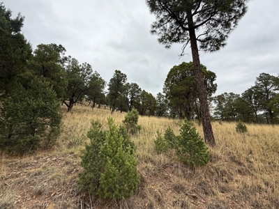 White Mountain Development Lot 6 for Sale in Ruidoso, NM - image 4