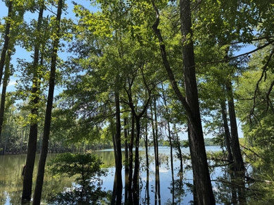 Premium Kerr Lake Waterfront Lot - Build Your Dream Retreat - image 7