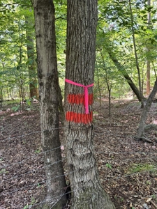 Premium Kerr Lake Waterfront Lot - Build Your Dream Retreat - image 8