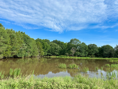 Land For Sale Fannin County Texas Bonham Telephone Hunting - image 4