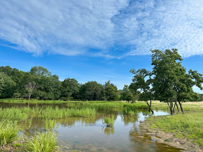 Land For Sale Fannin County Texas Bonham Telephone Hunting - image 3