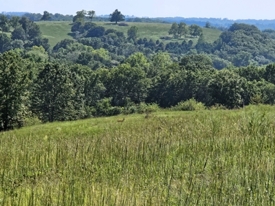 Missouri Ozarks Cattle Ranch with Hay Ground - image 26