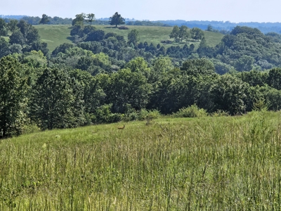 Missouri Ozarks Cattle Ranch with Hay Ground - image 4