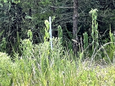 2 Lots Bordering Corps on Bull Shoals Lake with Spectacular View - image 18