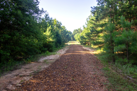 Reed Ranch - East Texas Hunting & Timber Property - image 8