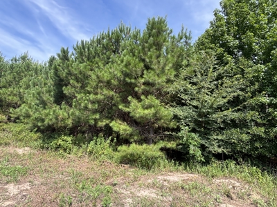 Reed Ranch - East Texas Hunting & Timber Property - image 43