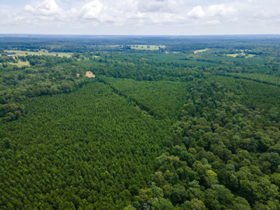 Reed Ranch - East Texas Hunting & Timber Property - image 33
