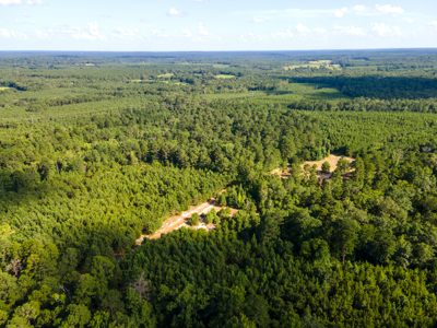 Reed Ranch - East Texas Hunting & Timber Property - image 19