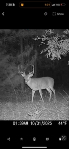 Reed Ranch - East Texas Hunting & Timber Property - image 48