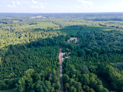 Reed Ranch - East Texas Hunting & Timber Property - image 29