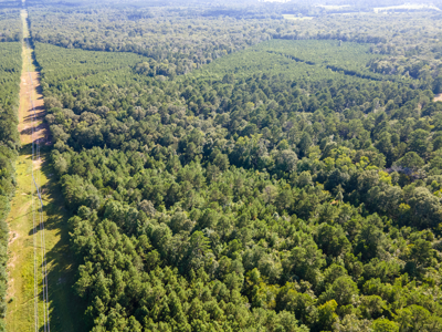 Reed Ranch - East Texas Hunting & Timber Property - image 23