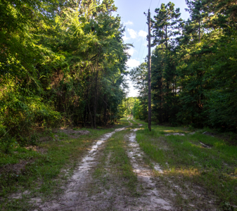 Reed Ranch - East Texas Hunting & Timber Property - image 11