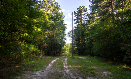 Reed Ranch - East Texas Hunting & Timber Property - image 13