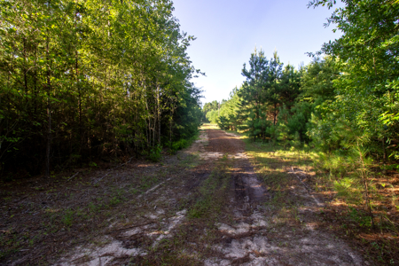 Reed Ranch - East Texas Hunting & Timber Property - image 3