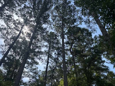 Reed Ranch - East Texas Hunting & Timber Property - image 42