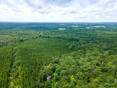 Reed Ranch - East Texas Hunting & Timber Property - image 39