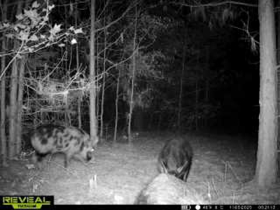 Reed Ranch - East Texas Hunting & Timber Property - image 50