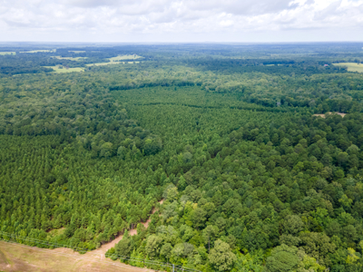 Reed Ranch - East Texas Hunting & Timber Property - image 34