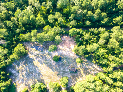 Reed Ranch - East Texas Hunting & Timber Property - image 18