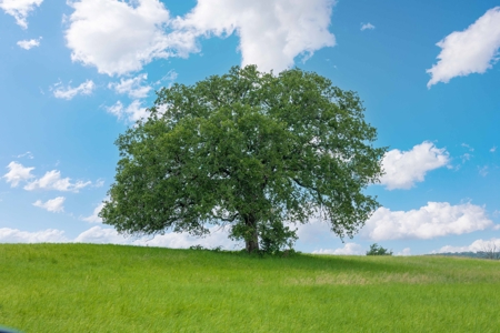Hunting and Cattle Ranch in San Saba County, Texas - image 43