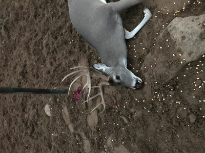 Hunting and Cattle Ranch in San Saba County, Texas - image 45