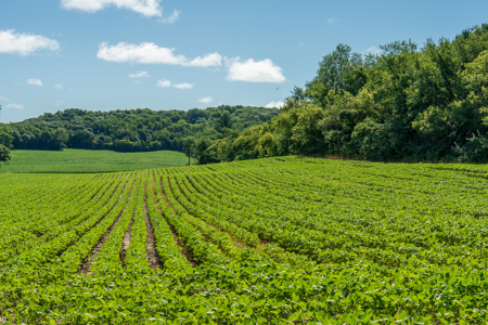 115 +/- Acre Farm Offered in 2 Lots Online Only Auction - image 1
