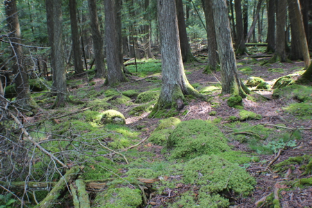 Awesome water front lot on Drummond Island, MI 49726 - image 11