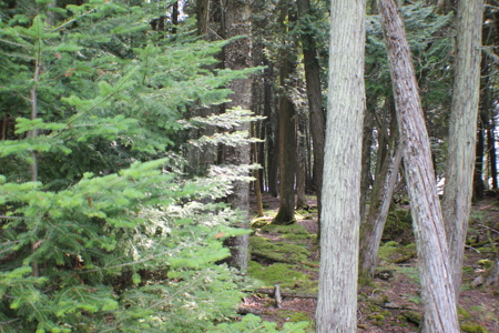 Awesome water front lot on Drummond Island, MI 49726 - image 10