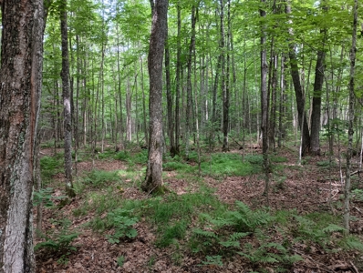 Acreage for Sale in Butternut, Wisconsin - image 10