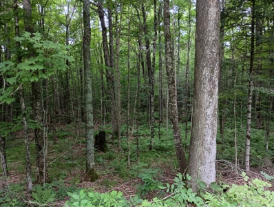 Acreage for Sale in Butternut, Wisconsin - image 13