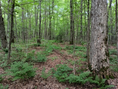 Acreage for Sale in Butternut, Wisconsin - image 9