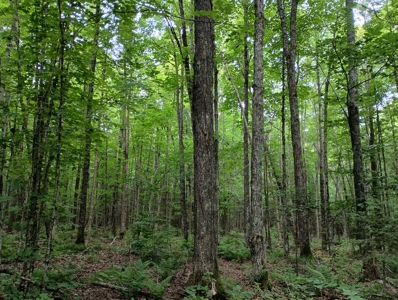 Acreage for Sale in Butternut, Wisconsin - image 12