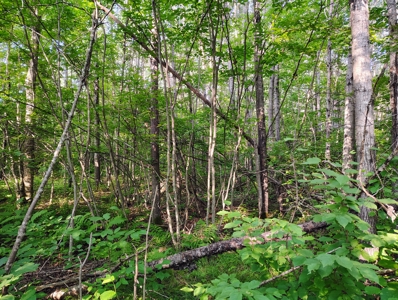Land for Sale in Glidden, Wisconsin - image 7