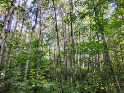 Land for Sale in Glidden, Wisconsin - image 9