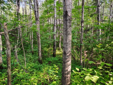 Land for Sale in Glidden, Wisconsin - image 6