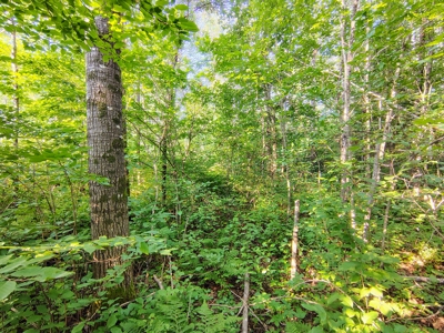 Land for Sale in Glidden, Wisconsin - image 5